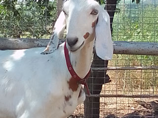 Продам англо-нубийскую козу 3года с двумя козлятами (3мес) девочки (10000лей)