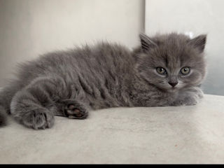 Vând 2 pisicuțe fetițe British Shorthair/Longhair foto 6