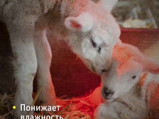 Becuri IKZ,лампы для обогрева птиц,животных Е27-25W,40W,60W,75W,100W,250W foto 4