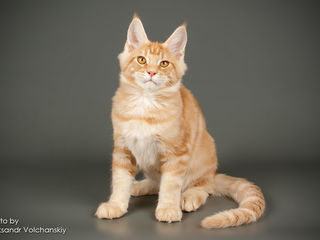 Котенок мейн-кун Dexter ждет свою любящую семью foto 3