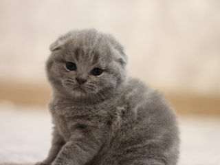 Scottish fold foto 3