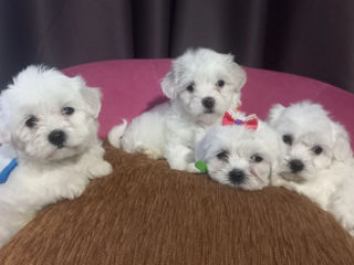 Bichon Malteze foto 4