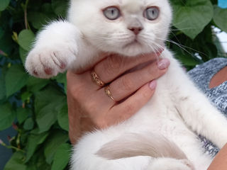 Femele pisicuțe scottish fold