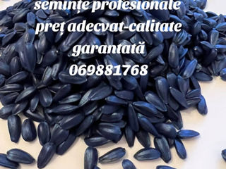 Seminte Profesionale pret adecavat foto 2