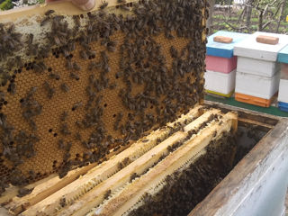 Продам пчелосемьи на рамку 230 мм foto 5