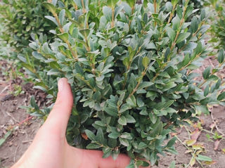 Buxus, Самшыт,