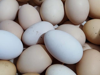 vindem ouă! foto 1