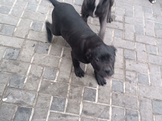 Cane corso foto 2