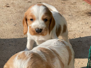 Cocker spaniel