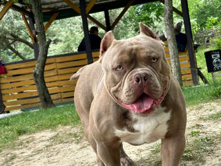 American bully