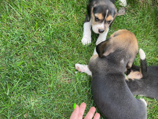 Beagle foto 9