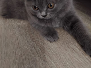 Spre adoptie pui pisica British Shorthair foto 3