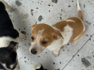 Pui Jack Russell Terrier (metis) de vânzare  foto 1
