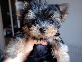 Щенки Йоркширский терьер /Yorkshire terrier/ Йорк foto 3