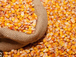 Продам зерно кукурузы по 4 лея