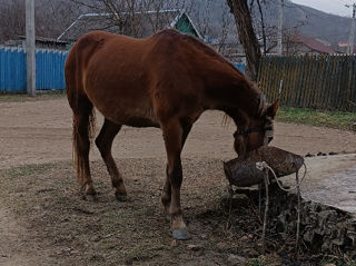 Vind iapa la un cumpărător real mai cedam putin foto 2