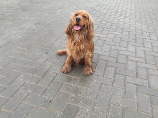 Împerechere Cocker Spaniel Englez foto 3