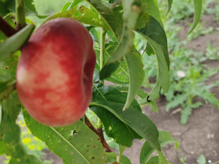 Vind pomi fructiferi direct de la producător foto 4