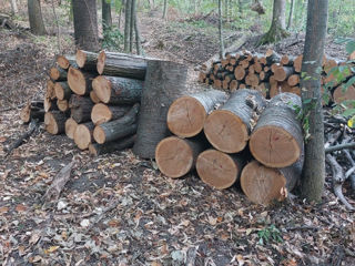 lemn de fos salcie foto 2