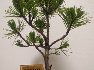Сосна горная Карстен Винтерголд (Pinus mugo Carsten Wintergold) foto 3