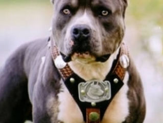 Caut un pitbull american de dat la umblat