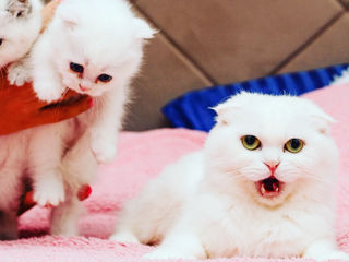 Шикарные Котята разных окрасов Шотландские Scottish Stright Scottish Fold фото 2