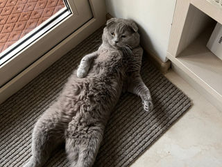 Motan Scottish Fold foto 4