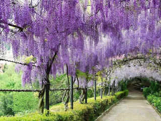 Wisteria (Glicina) foto 3