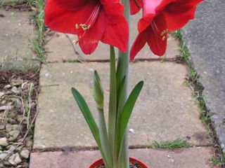 Amarilis, Hippeastrum bulbe, Гиппеаструм луковицы (амариллис) Montenegro foto 2