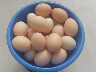 Ouă proaspete de găină