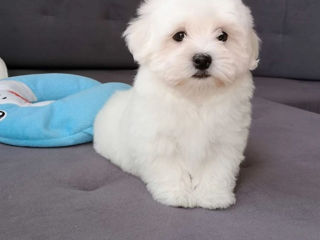 Bichon maltez