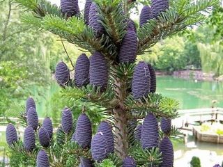 Пихта корейская (Abies koreana) foto 1