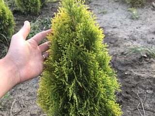 Avem în vânzare Thuja -Smaragd, Columna, Biota, Smaragd Gold,Wodwardi,Globoza,Dancia . foto 5