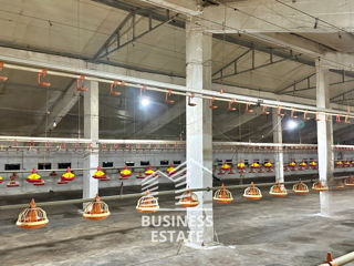 Chirie! 1520 m2! + 35 ari! Producere - Depozit! Dumbrava - Trușeni! foto 4