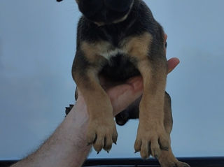 Cane corso  foto 3