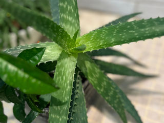 Aloe Vera Chișinău 068205178 foto 7