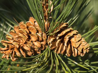 Pinus nigra foto 3
