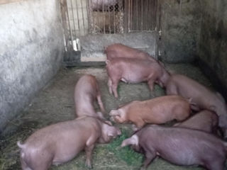 Vînd purcei rasă duroc  foto 0