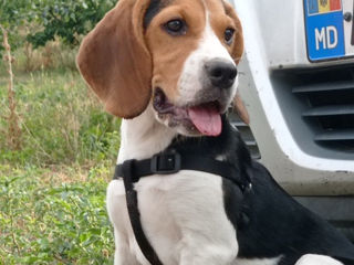 Vând cățeluși beagle foto 7