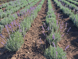 Lavanda foto 2