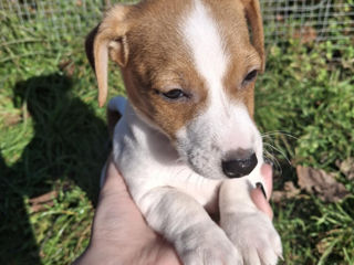 Vînd urgent căţeluși!!Jack Russel Terier foto 5