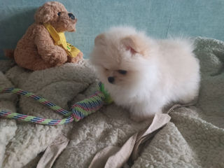 Mini Toy Spitz Pomeranian