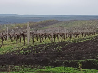 Vînd viță de vie plantată la preț de teren arabil!!! foto 8