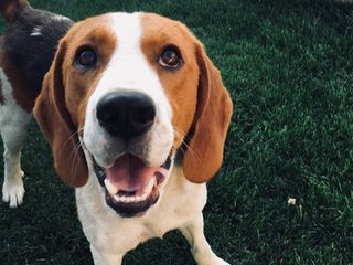 Împerechere Beagle Bălți