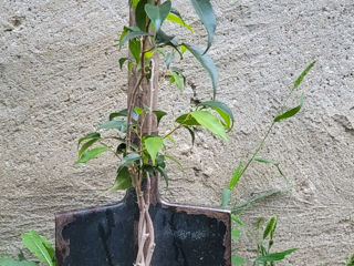 Ficus Benjamina foto 1