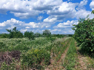 Truseni, Chisinau, Moldova foto 12