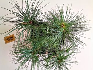 Сосна гималайская (pinus wallichiana) foto 6