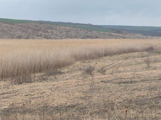 Stuf, miere, porci, rate mute, giste, nutri, vitei, cai, peste, pescuit. Zona ecologica! foto 8