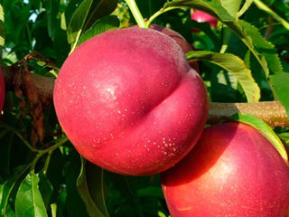 Pomi fructiferi Zaim foto 1
