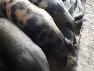 Porci de vinzare